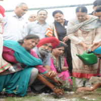 Tree-Plantation-1